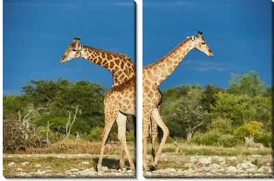 Два жирафа №2