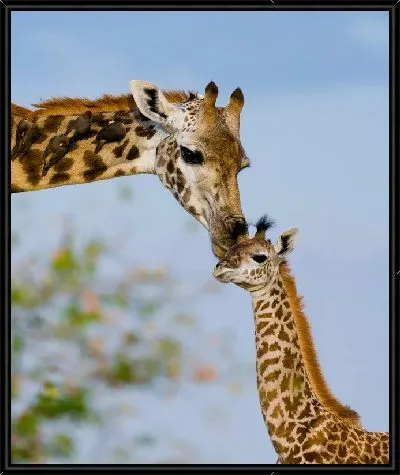 Картина Поцелуй жирафа