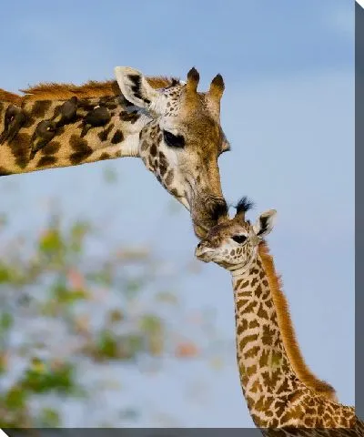 Постер Поцелуй жирафа