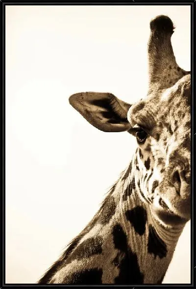 Картина Жираф в сепии