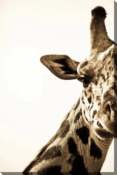 Постер Жираф в сепии