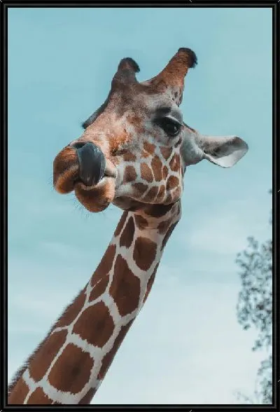 Картина Жираф с языком