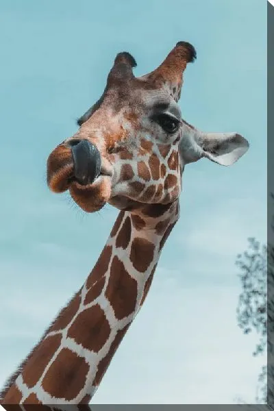 Постер Жираф с языком