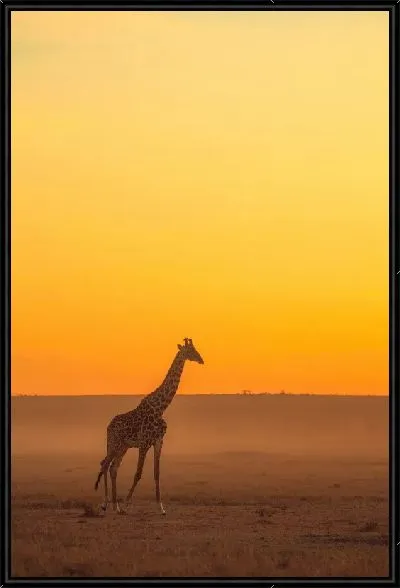 Картина Закат и жираф