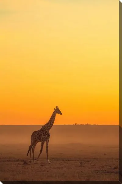Постер Закат и жираф
