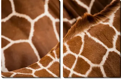 Модульная картина Фактура жирафа