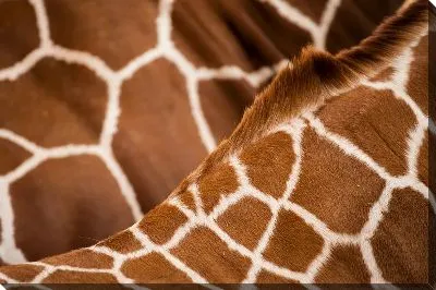 Постер Фактура жирафа