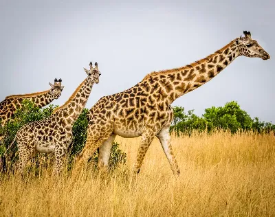 шаблон id 38
