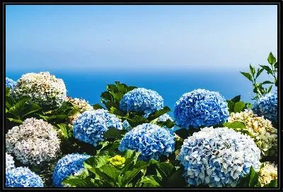 Гортензии на фоне моря