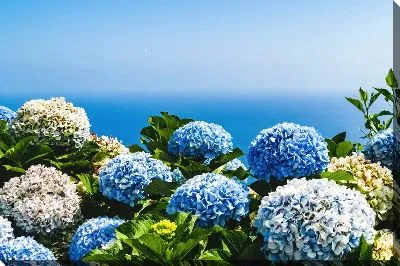 Гортензии на фоне моря