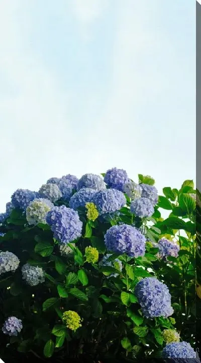 Постер Цветущая гортензия на фоне неба