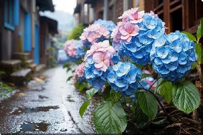 Картина маслом Цветущие гортензии на улице