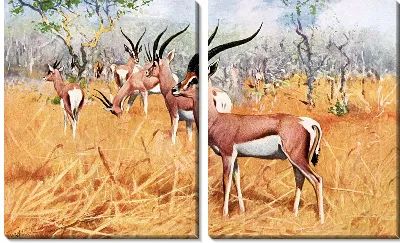 Модульная картина Газели (Gazelle)