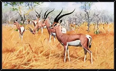 Газели (Gazelle)