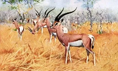Газели (Gazelle)