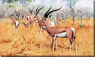 Газели (Gazelle)