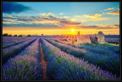 Поле лаванды на закате №7