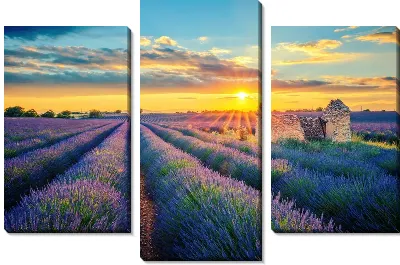 Поле лаванды на закате №7