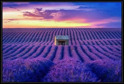 Картина Поле лаванды №9