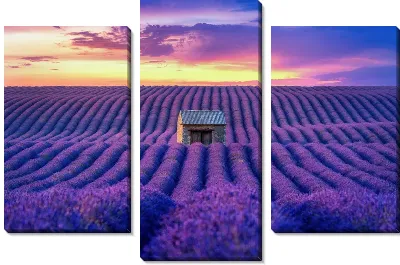 Поле лаванды №9