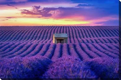 Постер Поле лаванды №9