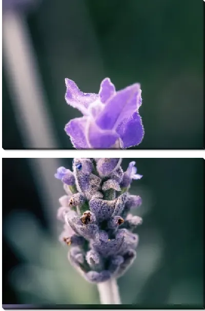 Модульная картина Лаванда крупным планом