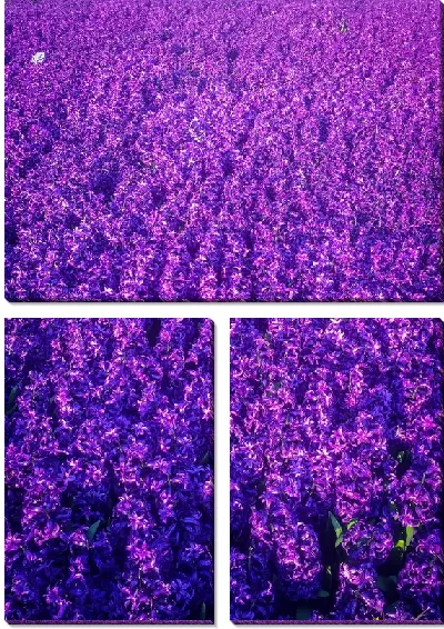 Модульная картина Поле лаванды №80