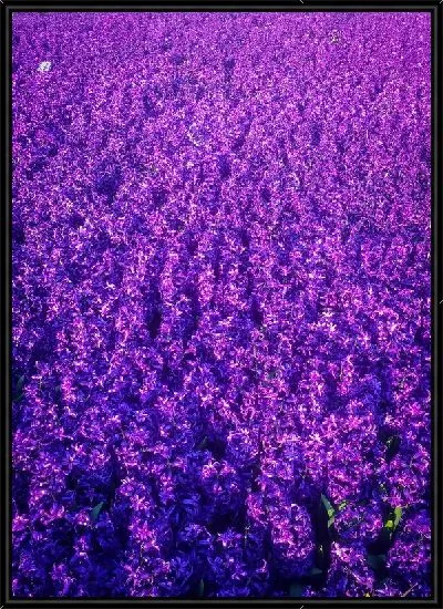 Картина Поле лаванды №80