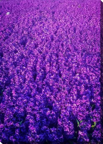 Постер Поле лаванды №80