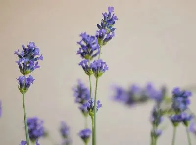 Плакат Лаванда №93