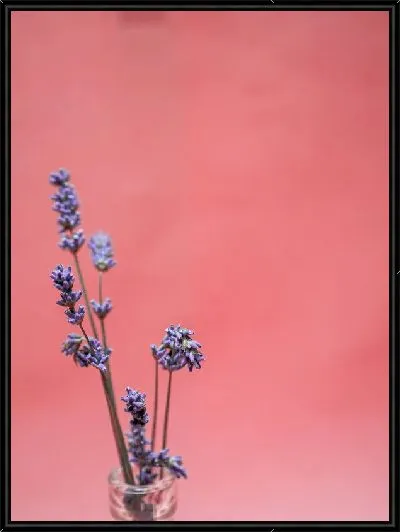 Картина Лаванда №94