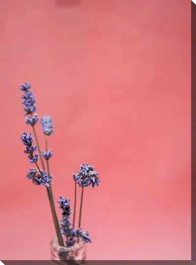 Постер Лаванда №94