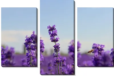 Модульная картина Лаванда №95