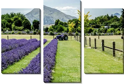 Модульная картина Лавандовое поле №56