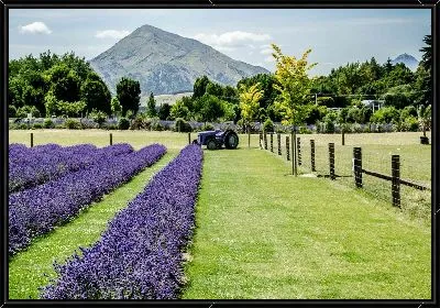 Картина Лавандовое поле №56