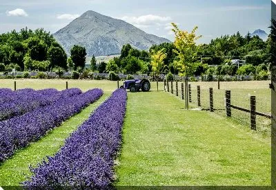 Постер Лавандовое поле №56