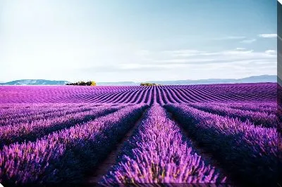 Постер Лавандовый пейзаж в Провансе