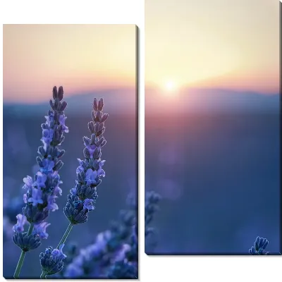 Модульная картина Восход на фоне лаванды