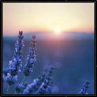 Картина Восход на фоне лаванды