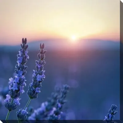 Постер Восход на фоне лаванды