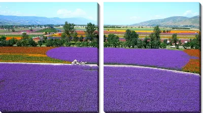 Модульная картина Летний пейзаж с лавандовыми полями