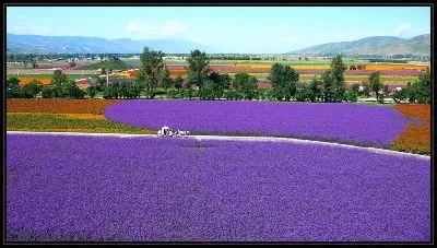 Картина Летний пейзаж с лавандовыми полями