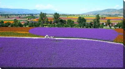 Постер Летний пейзаж с лавандовыми полями