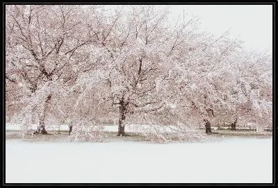 Зимняя сакура