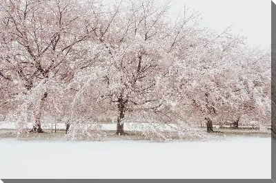 Зимняя сакура