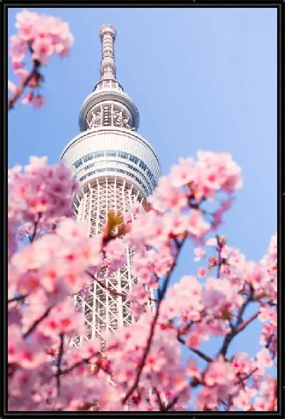 Картина Сакура №75