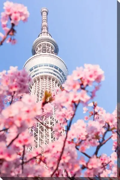 Постер Сакура №75