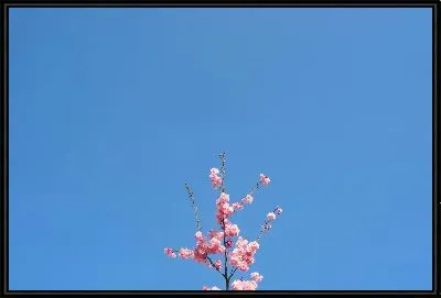 Картина Сакура №76