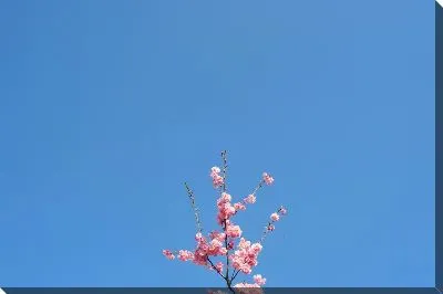 Постер Сакура №76