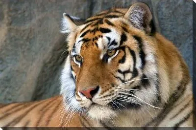 Постер Тигр (Tiger)